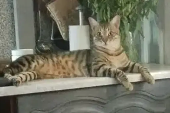 Кошки потеряшки, , фото: Потеряшка кошка, ул. Королёва, 8, Волгодонск
