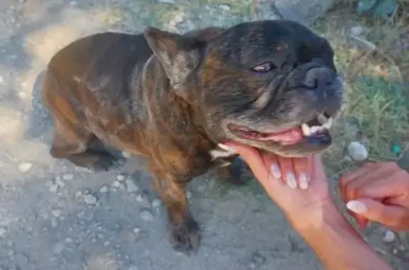 Английский дог найден: 67К-1, Балаклава