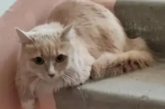 Кошка найдена в подъезде, мкр 3, Чита