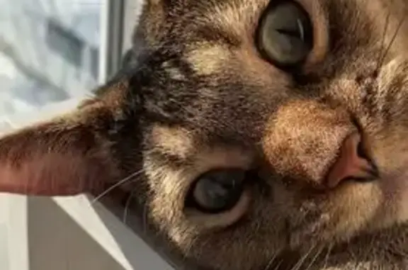 Пропал кот, Орин конец 1, Рахмановка