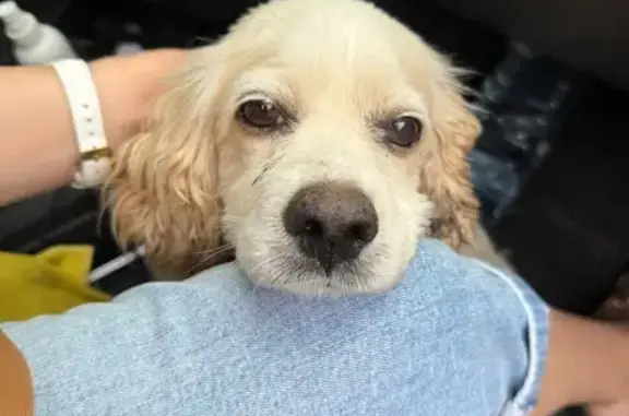 Найдена собака, Астрахань, фото: Собака найдена, ул. Немова 24, Астрахань