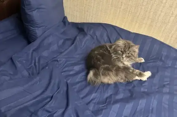 Кошки потеряшки, Ивантеевка, фото: Потеряшка кошка, Звёздная ул., Ивантеевка