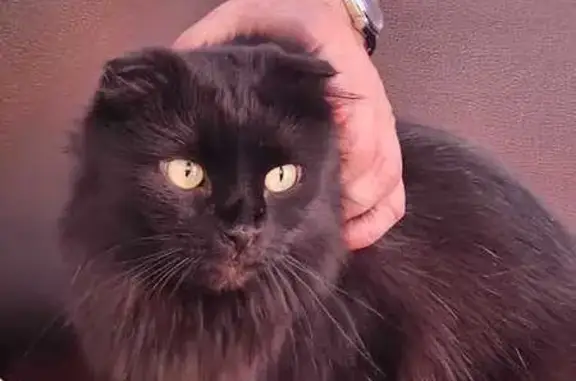 Кошка найдена: Доломановский пер. 122