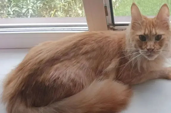 Кошки потеряшки, Сорочинск, фото: Потеряшка кошка, Хабаровская ул. 48, Сорочинск