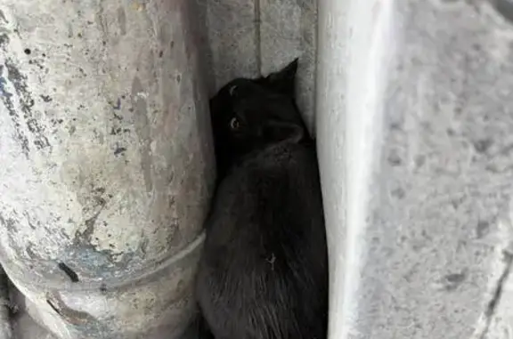 Кошка на СТО, Калужская 76А, Тюмень