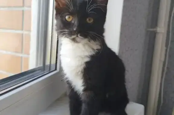 Найдена кошка, Воронеж, фото: Кошка найдена на ул. Ключникова, 14 к2
