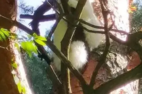 Найдена кошка, Москва, фото: Кошка найдена на сосне у Пронино, Чехов