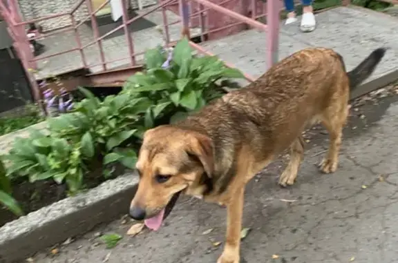 Найдена собака, Приморский край, фото: Собака найдена: Владивосток, Приморье