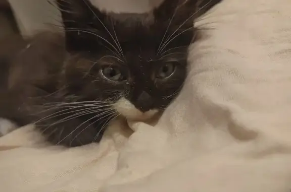 Котенок найден: Индустриальная ул., Хабаровск