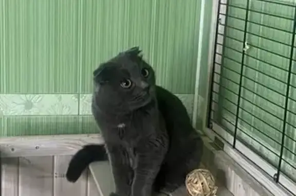 Кошки потеряшки, , фото: Потеряшка кошка, Лесная ул., 11, Похвиснево
