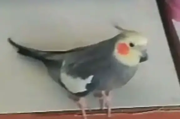 Пропал попугай в Тайцах, Гатчинская ул.