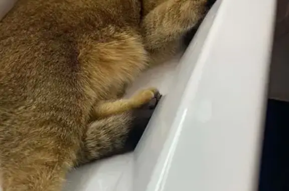 Кошки потеряшки, Белорецк, фото: Потеряшка кошка Яша, Цветочный пер., 3, Белорецк