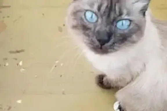 Найдена кошка, Салават, фото: Найдена сиамская кошка, ул. 30 лет Победы, 20