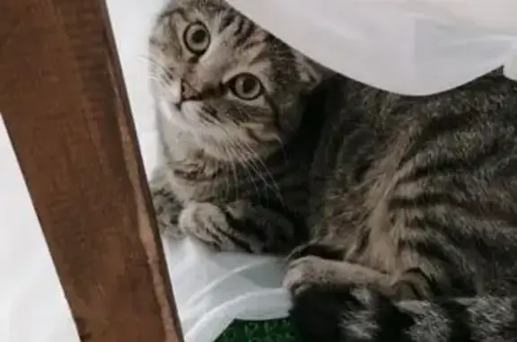 Кошки потеряшки, Псков, фото: Потеряшка кошка, Псков, Ручейный пер.