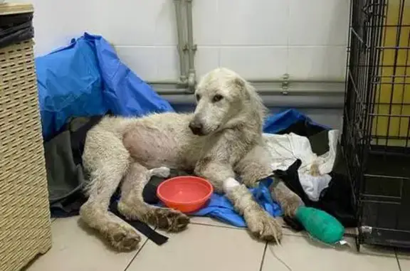 Найдена собака, Евпатория, фото: Найдена собака, Евпатория, Колхозная