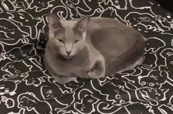 Пропала серая кошка, Зелёная ул., 7, Мурманск