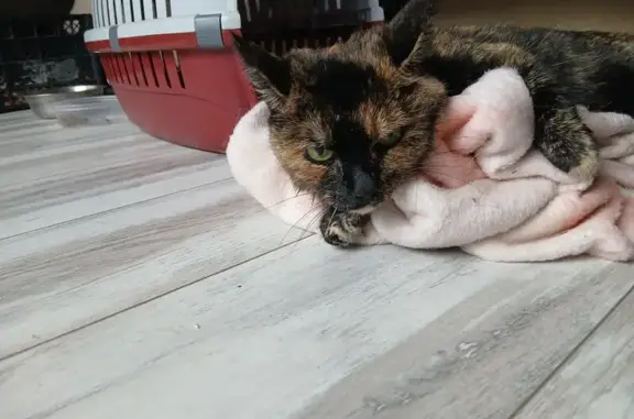 Найдена кошка, Санкт-Петербург, фото: Найдена кошка, ул. Бабушкина, 115 к1