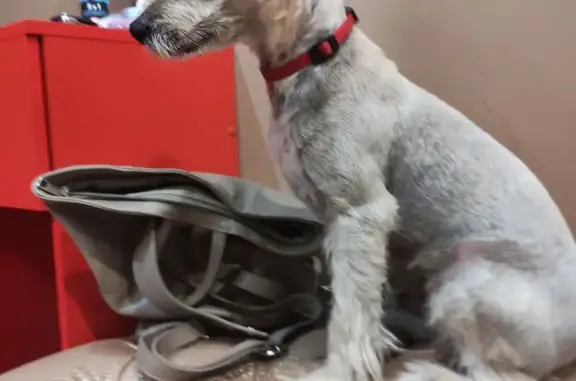 Найдена собака, , фото: Метис найден на ул. Степана Разина, 58