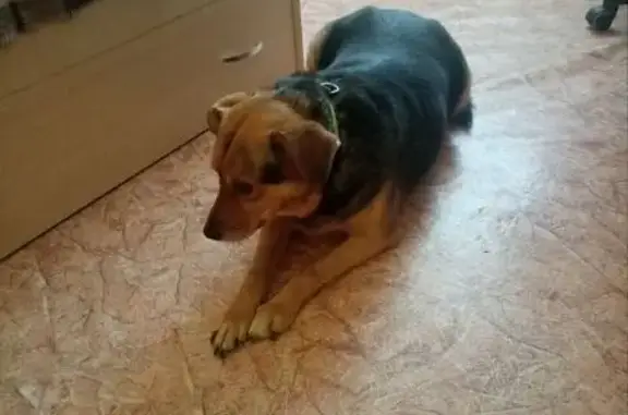 Собака найдена: Моск. шоссе, 179А, НН