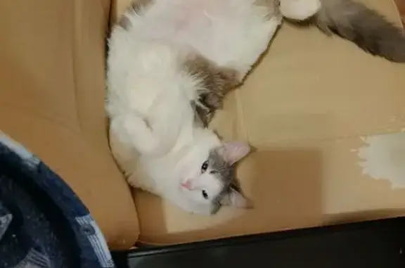 Кошка найдена: Московское шоссе, 179А