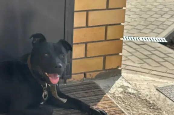 Найдена собака, , фото: Найдена собака, ул. Зелёная, Шуран