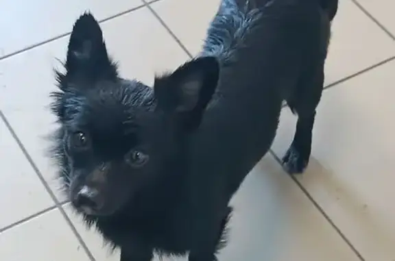 Собака найдена: Правая наб., 10, Калининград