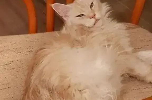 Пропала кошка, пр. Дзержинского 205, Новороссийск