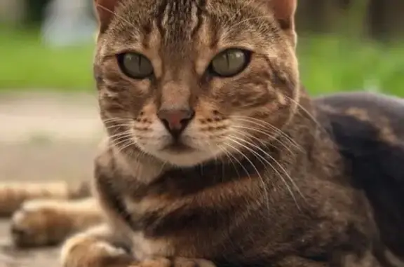 Пропала кошка, Ленобласть, Лесколовское