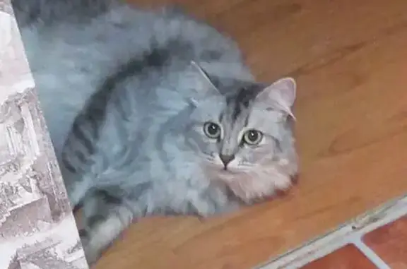 Объявления о пропавших и найденных животных, Бузулук, фото: Пропала кошка, ул. Нефтяников, 30, Бузулук