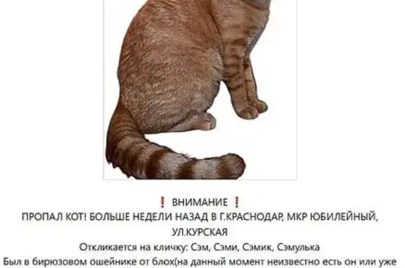 Пропала кошка, Курская ул. 9, Краснодар