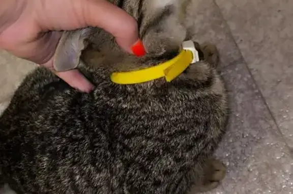 Найдена кошка, Ульяновск, фото: Кошка найдена: ул. Робеспьера, Ульяновск