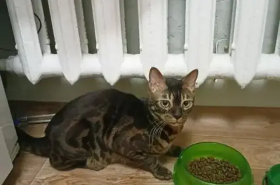 Кот найден: Свободный проспект, 74