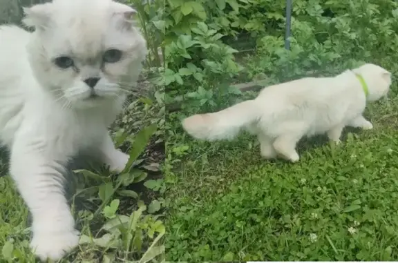 Найдена кошка, Владимирская область, фото: Кастрированный кот найден в Киржаче