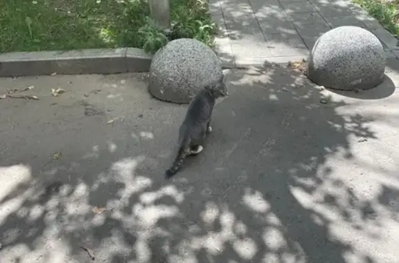 Найдена кошка, Ленинградский пр., 54А