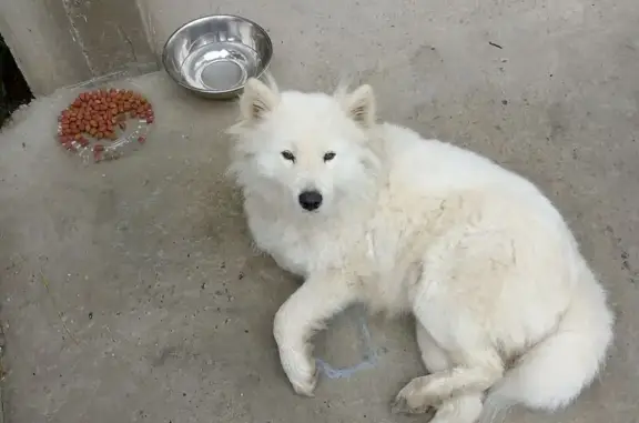 Найдена собака, Максимовщина, фото: Собака найдена в Максимовщине, Иркутск