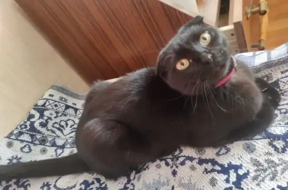 Найдена кошка, Ставрополь, фото: Найдена кошка на Розы Люксембург 3