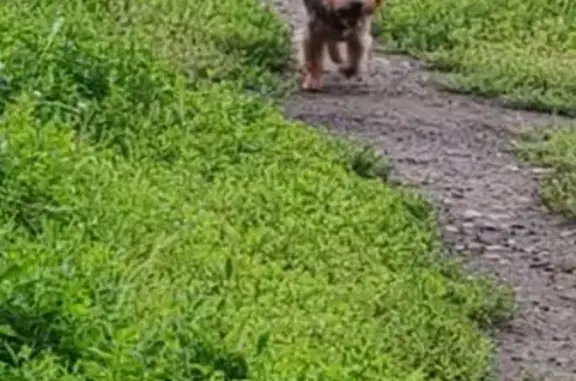 Найдена собака, Бийск, фото: Йоркширский терьер найден, ул. П. Мерлина, 4