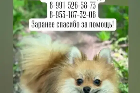 Пропала собака, Гарнизонный пр., 3Б, Тула