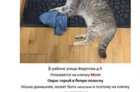 Кошки потеряшки, Жуковский, фото: Потеряшка кошка, ул. Федотова 9, Жуковский