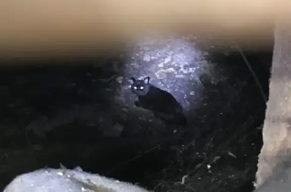 Найдена кошка, Томск, фото: Пропала кошка, ул. 79-й Гв. Дивизии, 22