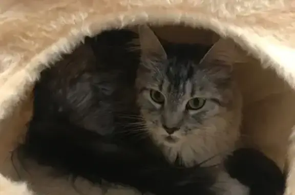 Кошки потеряшки, Томск, фото: Потеряшка кошка на ул. 79 Гв. Дивизии, 8