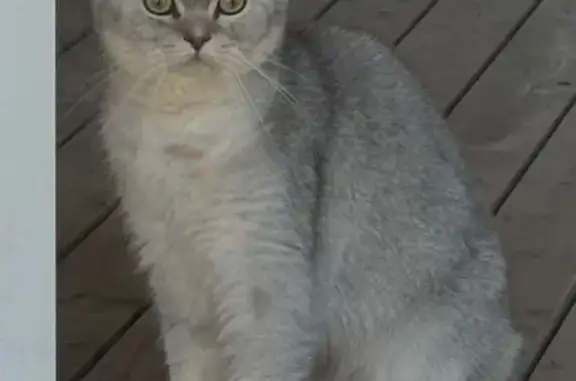 Кошки потеряшки, Сертолово, фото: Потеряшка кошка, Сертолово, Янтарная 47А