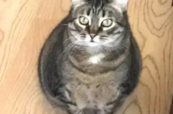 Пропала кошка, Архангельская область