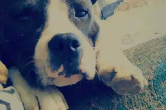 Пропала собака, ул. Коммунистическая, 17