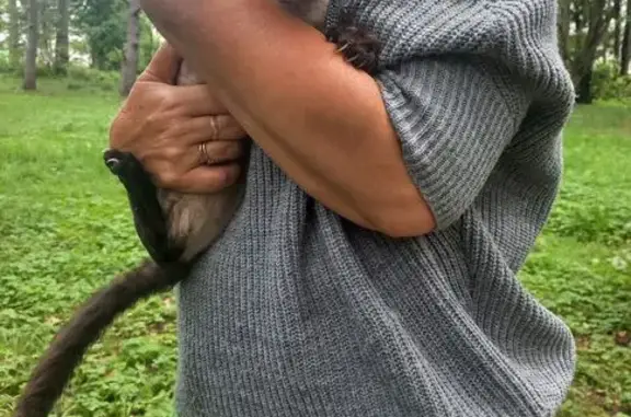 Найдена кошка, Лебяжье, фото: Кошка найдена: Комсомольская ул. 3, Лебяжье