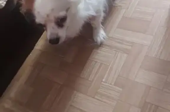 Найдена собака, Саров, фото: Собака найдена: Московская ул., 40А, Саров