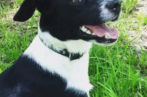 Собаки потеряшки, Хабаровск, фото: Потеряшка собака, ул. Ворошилова, 59/1