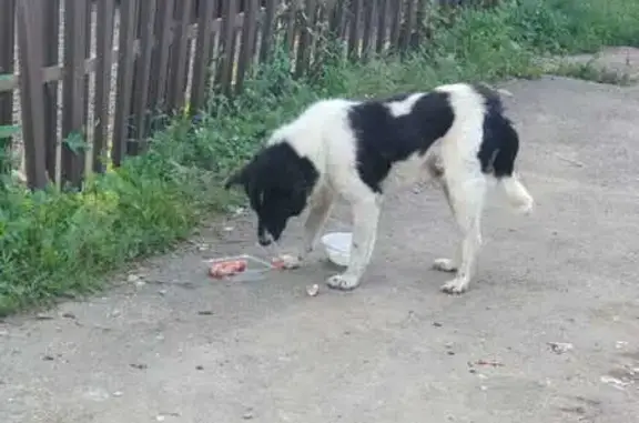 Собака найдена в Малое Брянцево