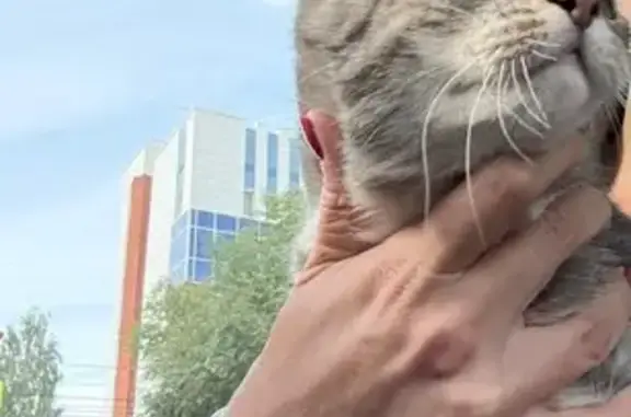 Кошка найдена, пр. Фрунзе 100, Томск