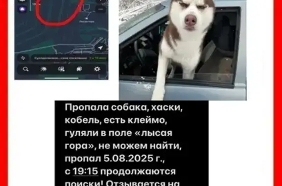Пропала собака на 12-й Линии, Волгоград